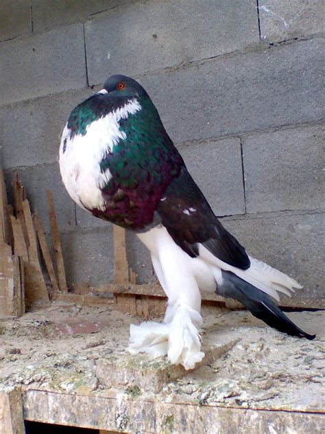 Palomas Buchonas .